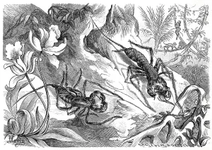 Insects, tailed thread scorpion