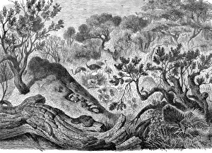 Insects, Termite Mound, Historic