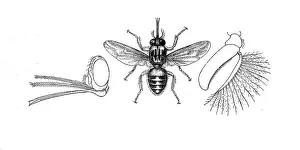 Insects, Tsetse fly, Glossina morsitans