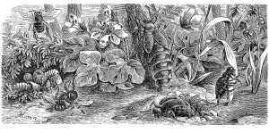 Insects, variegated oil beetle