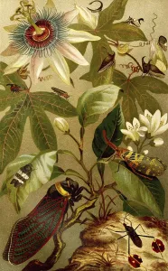 Insects, various chirps, cicada