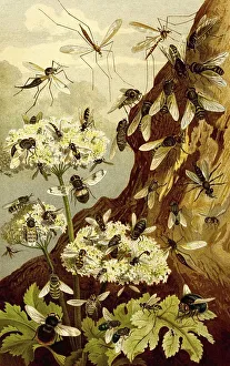 Insects, various flies (Brachycera)