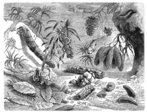 Insects, various shells of Phryganidae