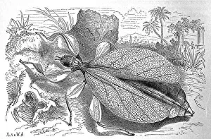 Insects, Walking leaf, Phyllium siccifolium