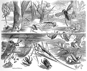Insects, water bugs: 1. common water boatman (Notonecta glauca)