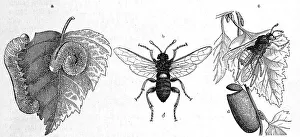 Insects, white button horned wasp