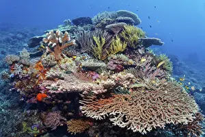 Intact, coral block on coral reef with many different stony corals (Scleractinia) and soft corals (Alcyonaria)