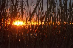 Intense red sunlight shimmers through tall grasses and creates a warm atmosphere