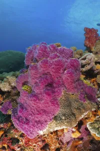 Category Wildlife DE Prints: Intensely coloured violet ray sponge (Chalinula nematifera) in a marine environment