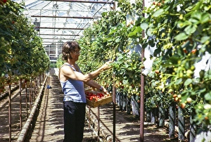 Intensiver Obstanbau von Erdbeeren im Gewaechshaus, Guernsey, Kanalinsel, Grossbritannien, Juni 1974, Europe