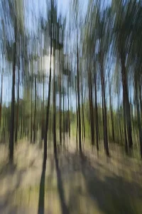 Intentional camera movement (ICM) image of a dream like background of trees in forest created by motion blur
