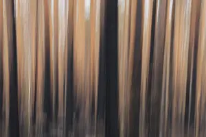 Intentional camera movement (ICM) of tree trunks after forest fire at Hiittenhautakangas in summer