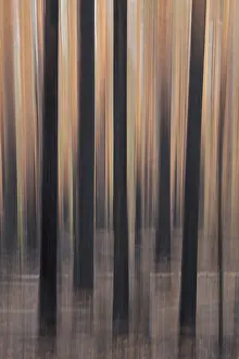 Intentional camera movement (ICM) of tree trunks after forest fire at Hiittenhautakangas in summer