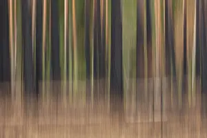 Intentional camera movement (ICM) of tree trunks after forest fire at Hiittenhautakangas in summer