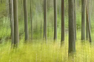 Intentional camera movement (ICM) of tree trunks in forest at Katikankanjoni canyon in summer