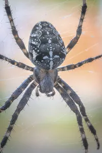 Interesting close-up of a cross spider (Araneus) on a web in warm light