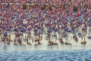 Interesting and useful birdwatching