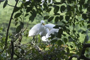 Intermediate egret (Egretta intermedia)