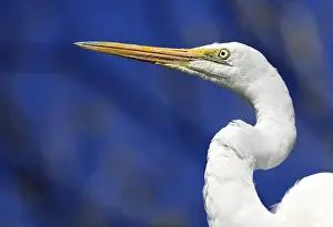 Intermediate Egret, also Median or Yellow-billed Egret (Ardea intermedia)