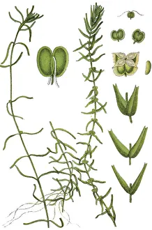 Intermediate Water Starwort (Callitriche hamulata)