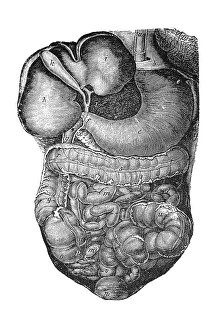 Internal organs, anatomical illustration