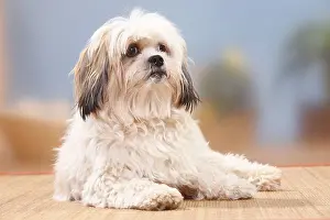 Interracial dog