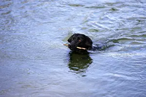 Interracial dog
