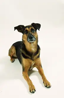 Interracial dog