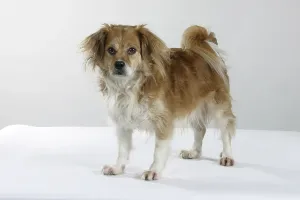 Interracial dog
