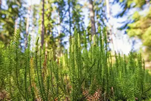 Interrupted club-moss (Spinulum annotinum) on the forest floor in a pine woodland at summer