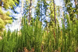 Category Forests Prints: Interrupted club-moss (Spinulum annotinum) growing on the forest floor in a pine woodland at summer