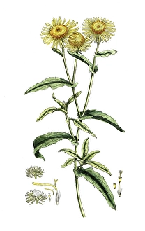 Inula dysenterica, Pulicaria dysenterica