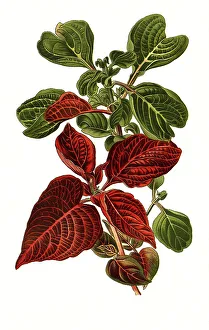Iresine herbstii va acuminata, var aureo-reticutata