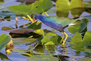 An iridescent bird stands in a pond full of grass-green leaves