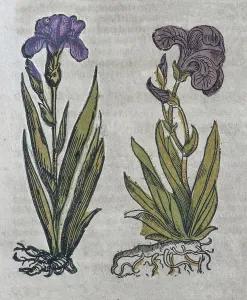 Iris (Iris sibirica), hand-coloured woodcut from Kraeuterbuch oder Kreuter-Buch by Adam Lonicer
