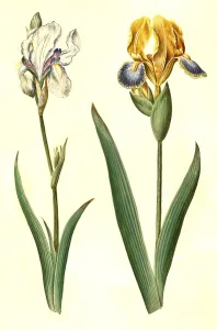 (Iris pallida), pale iris and Iris variegata
