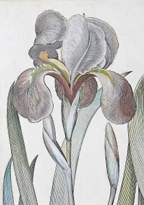 Irises (Iris) latifolia irises maior