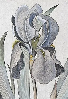 Irises (Iris) latifolia irises violaceo colore maior