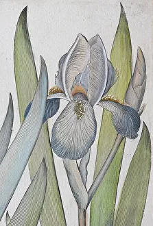 Irises (Iris) latifolia irises violaceo vulgaris coerulea