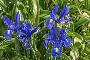 Irises (Iris versicolor), Botanical Garden