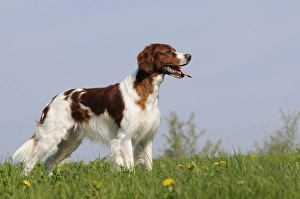 Irish Red and White Setter, male standing in meadow