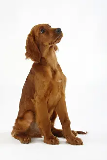 Irish Setter, puppy, 13 weeks, Irish Setter