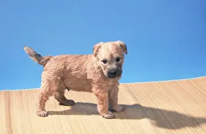 Irish Soft Coated Wheaten Terrier