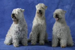 Irish Soft Coated Wheaten Terrier