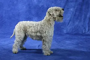 Irish Soft Coated Wheaten Terrier, side