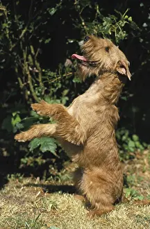 Irish Terrier, Dog Sitting upright and beg