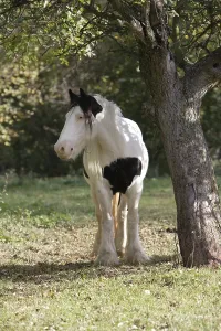 Irish tinker next to an apple tree