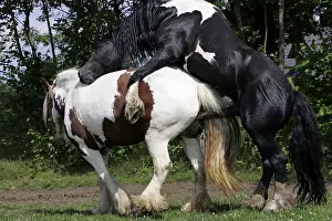 Irish tinker horses - stallion copulating with an irish tinker mare (Equus islandicus)