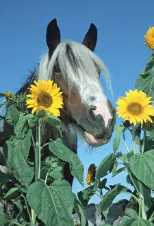 Irish Tinker Pony, Mare and Sunflowers