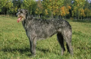 Irish Wolfhound, adult standing on grass